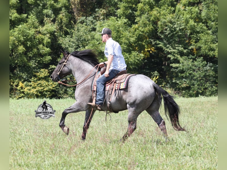 Caballo cuarto de milla Caballo castrado 6 años Ruano azulado in Mount Vernon KY