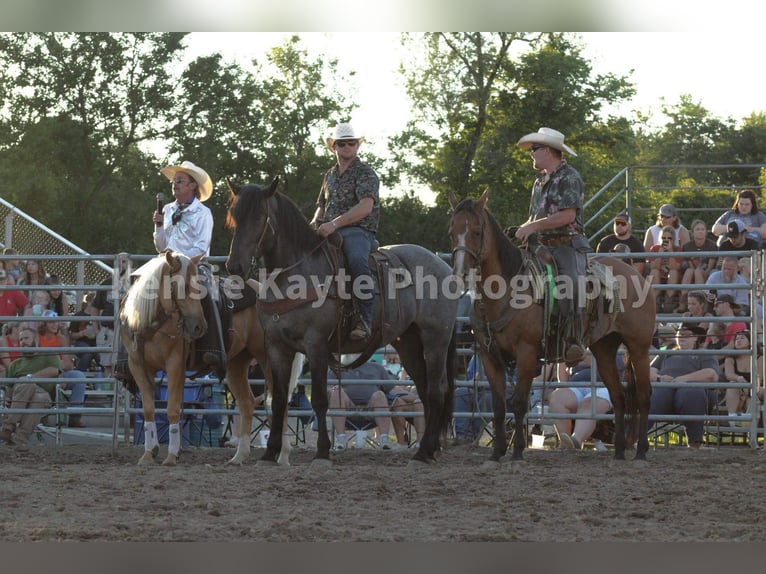 Caballo cuarto de milla Caballo castrado 6 años Ruano azulado in Middletown OH