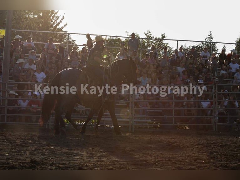 Caballo cuarto de milla Caballo castrado 6 años Ruano azulado in Middletown OH