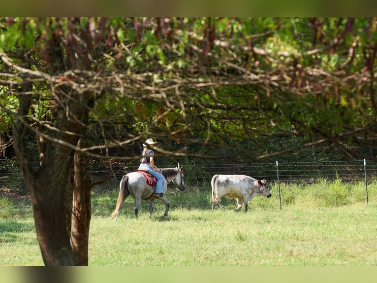 Caballo cuarto de milla Caballo castrado 6 años Tordo in Quitman
