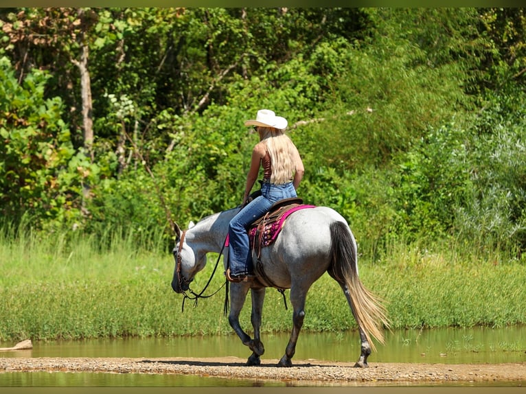 Caballo cuarto de milla Caballo castrado 6 años Tordo in Quitman