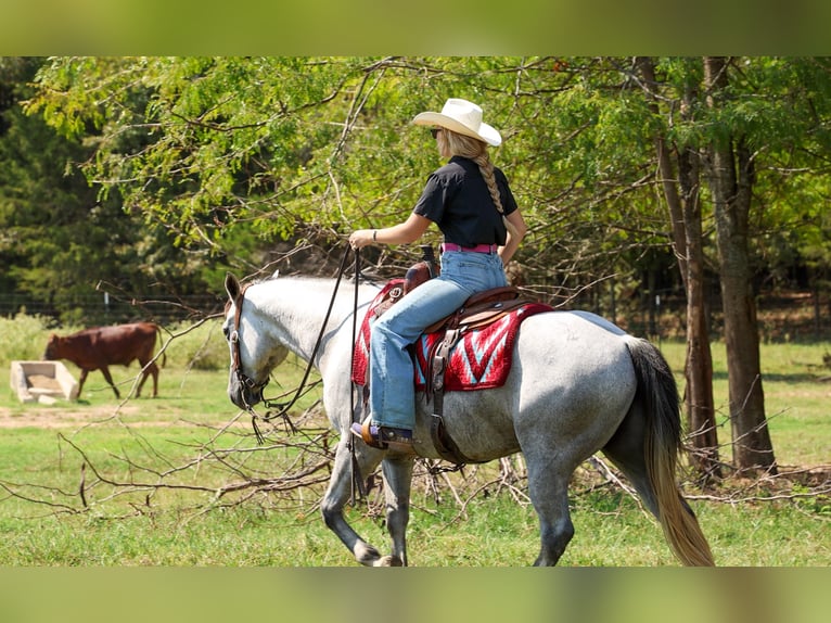 Caballo cuarto de milla Caballo castrado 6 años Tordo in Quitman