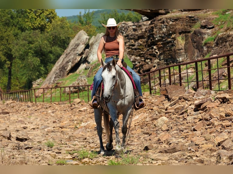 Caballo cuarto de milla Caballo castrado 6 años Tordo in Quitman