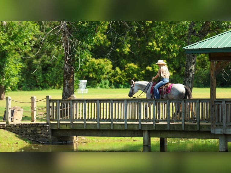 Caballo cuarto de milla Caballo castrado 6 años Tordo in Quitman