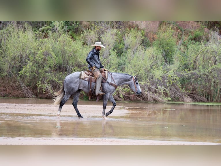 Caballo cuarto de milla Caballo castrado 6 años Tordo in Canyon, TX
