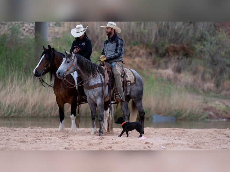 Caballo cuarto de milla Caballo castrado 6 años Tordo in Canyon, TX