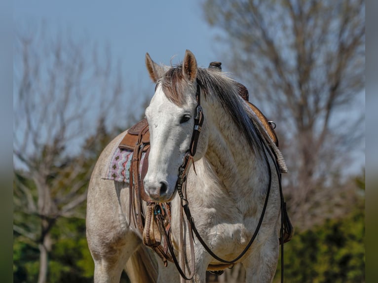 Caballo cuarto de milla Caballo castrado 6 años Tordo in Byars