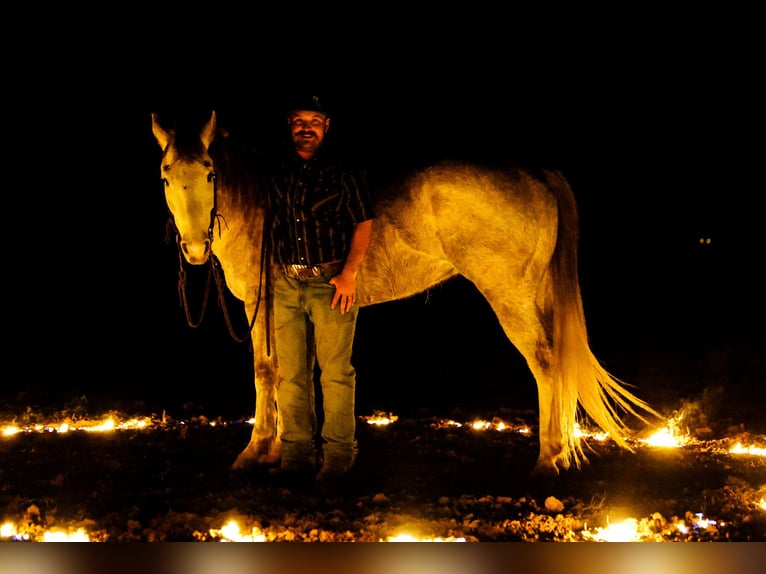 Caballo cuarto de milla Caballo castrado 6 años Tordo in Byars