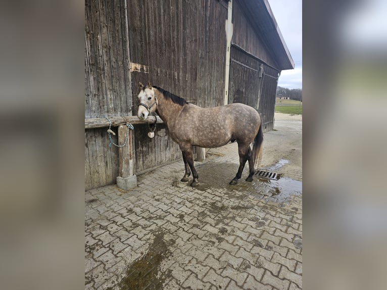 Caballo cuarto de milla Caballo castrado 6 años Tordo in Laichingen