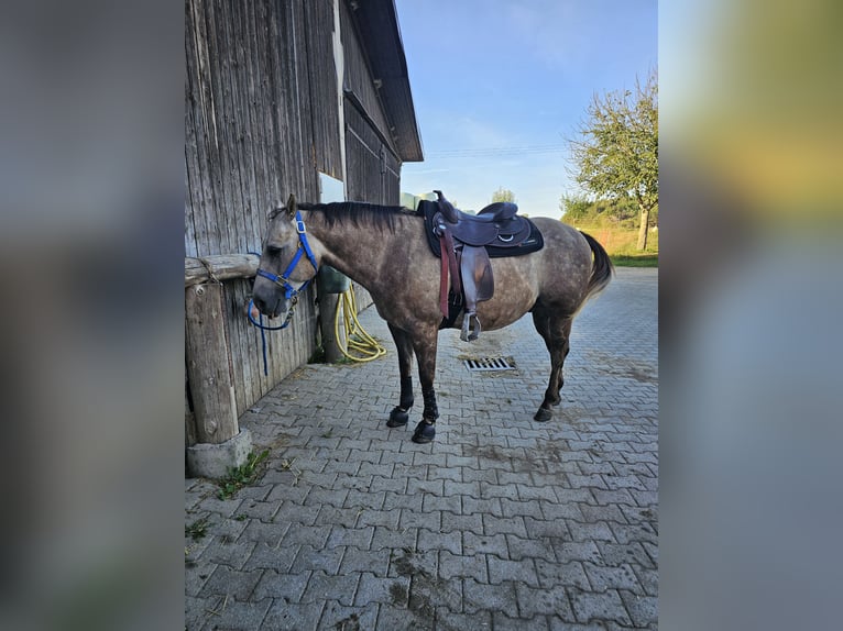 Caballo cuarto de milla Caballo castrado 6 años Tordo in Laichingen