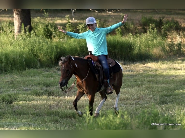 Caballo cuarto de milla Caballo castrado 7 años 109 cm Tobiano-todas las-capas in Weatherford TX