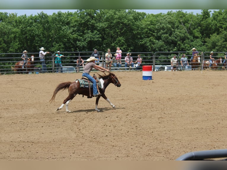 Caballo cuarto de milla Caballo castrado 7 años 124 cm Alazán-tostado in Princeton, MO