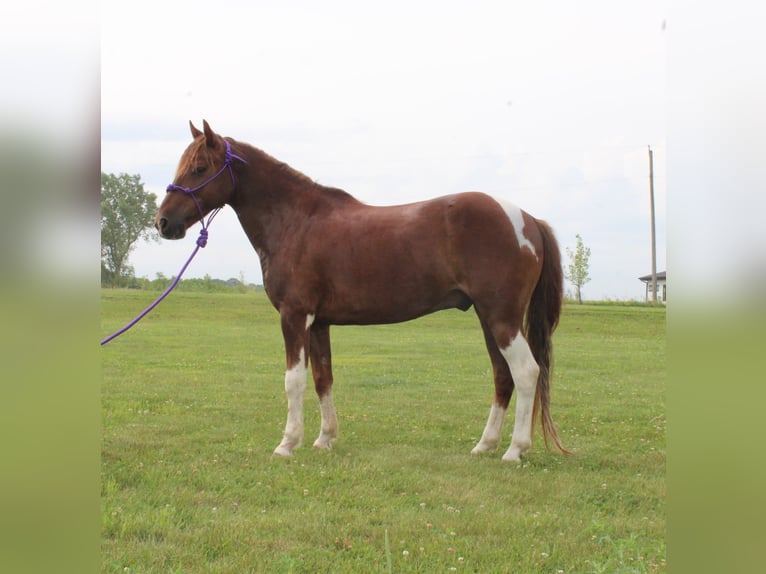 Caballo cuarto de milla Caballo castrado 7 años 124 cm Alazán-tostado in Princeton, MO