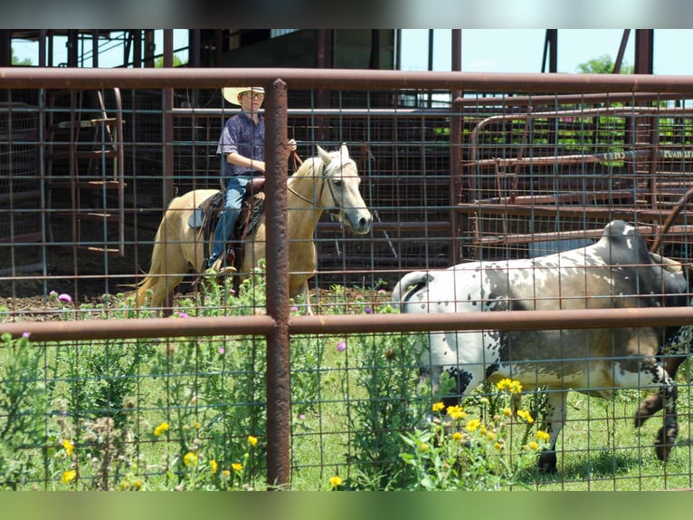 Caballo cuarto de milla Caballo castrado 7 años 124 cm Palomino in Stephenville tX
