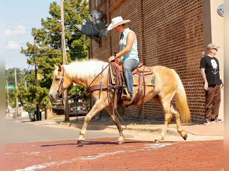 Caballo cuarto de milla Caballo castrado 7 años 140 cm Palomino in Rusk TX