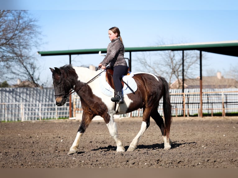 Caballo cuarto de milla Caballo castrado 7 años 140 cm Pío in Forney