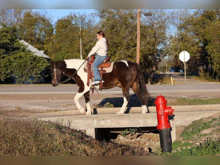 Caballo cuarto de milla Caballo castrado 7 años 140 cm Pío in Forney