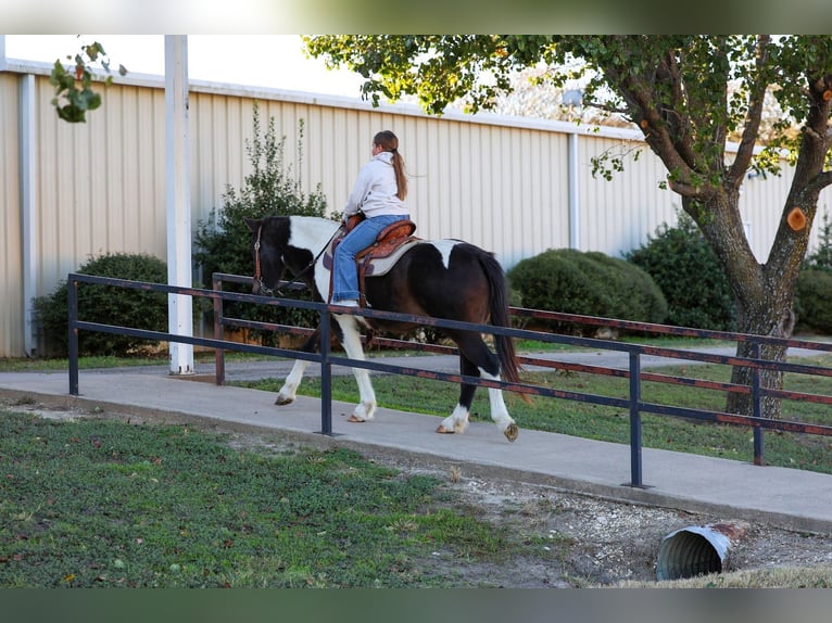 Caballo cuarto de milla Caballo castrado 7 años 140 cm Pío in Forney