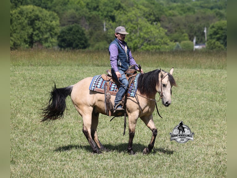 Caballo cuarto de milla Caballo castrado 7 años 142 cm Buckskin/Bayo in Mount Vernon