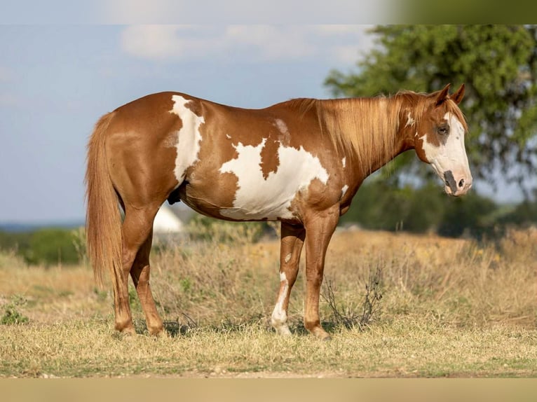 Caballo cuarto de milla Caballo castrado 7 años 142 cm Overo-todas las-capas in Weatherford TX