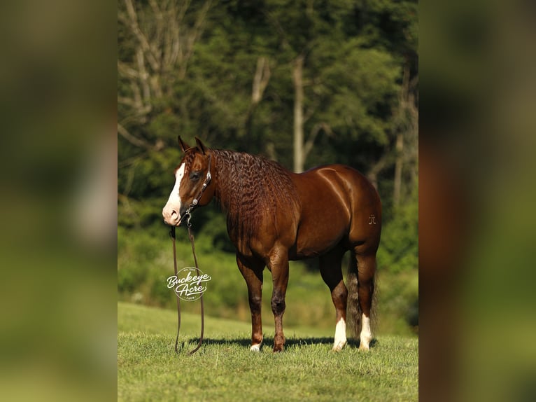 Caballo cuarto de milla Caballo castrado 7 años 145 cm Alazán rojizo in Millersburg