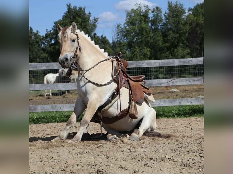 Caballo cuarto de milla Caballo castrado 7 años 145 cm Buckskin/Bayo in Howell, MI