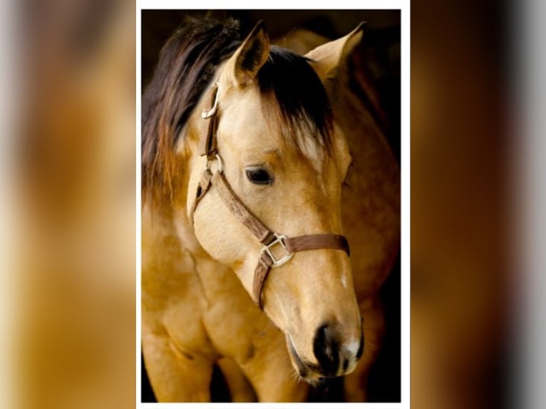 Caballo cuarto de milla Caballo castrado 7 años 145 cm Buckskin/Bayo in Mistelbach