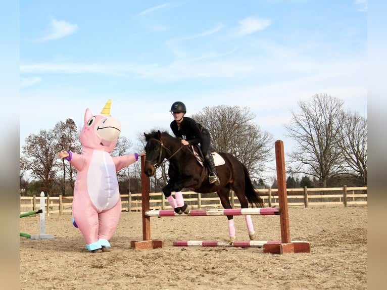 Caballo cuarto de milla Caballo castrado 7 años 145 cm Castaño rojizo in Howell MI