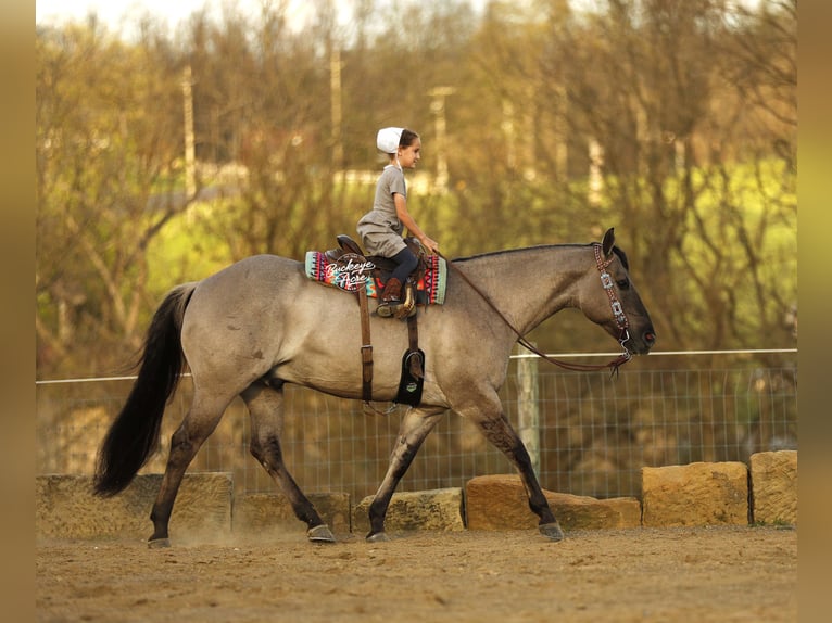 Caballo cuarto de milla Caballo castrado 7 años 145 cm Grullo in Millersburg