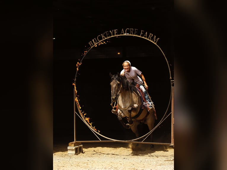 Caballo cuarto de milla Caballo castrado 7 años 145 cm Grullo in Millersburg