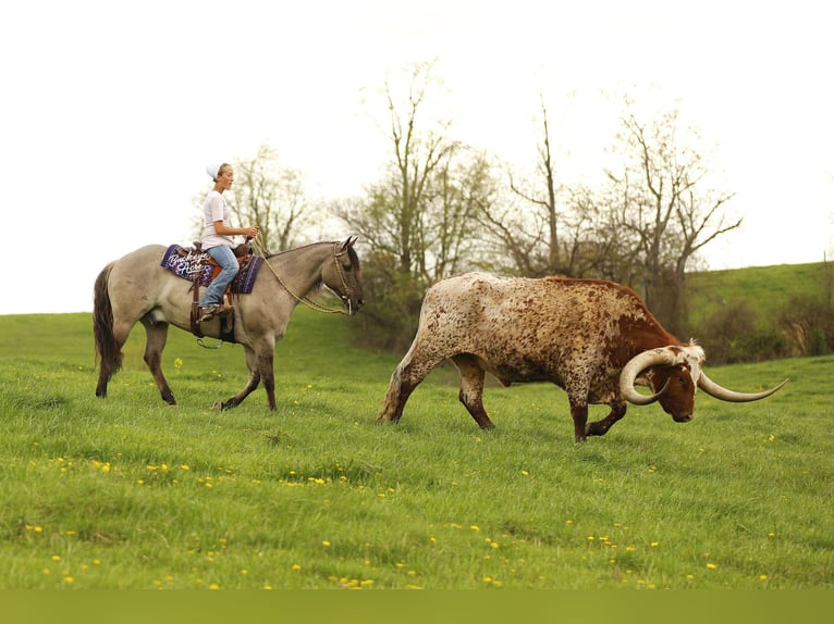 Caballo cuarto de milla Caballo castrado 7 años 145 cm Grullo in Millersburg