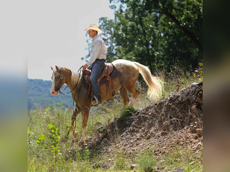 Caballo cuarto de milla Caballo castrado 7 años 145 cm Palomino in Cole Camp MO