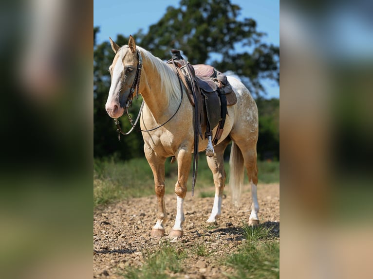 Caballo cuarto de milla Caballo castrado 7 años 145 cm Palomino in Cole Camp MO