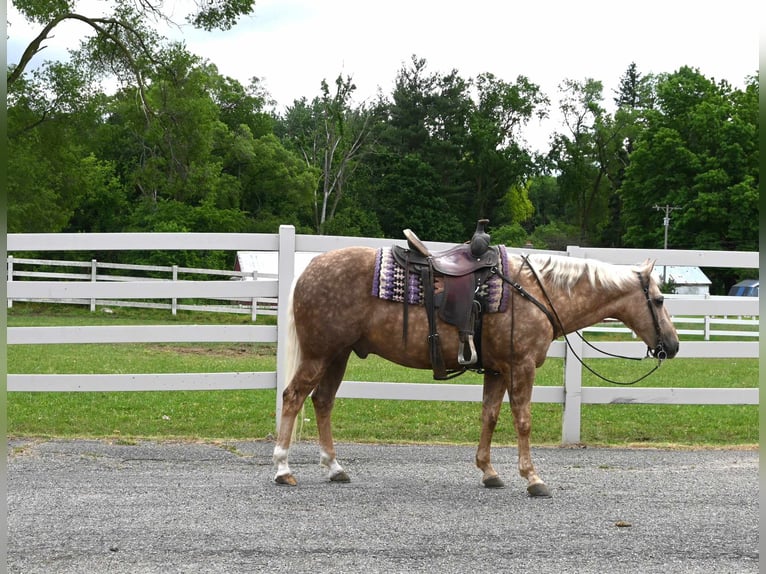 Caballo cuarto de milla Caballo castrado 7 años 145 cm Palomino in Sturgis MI