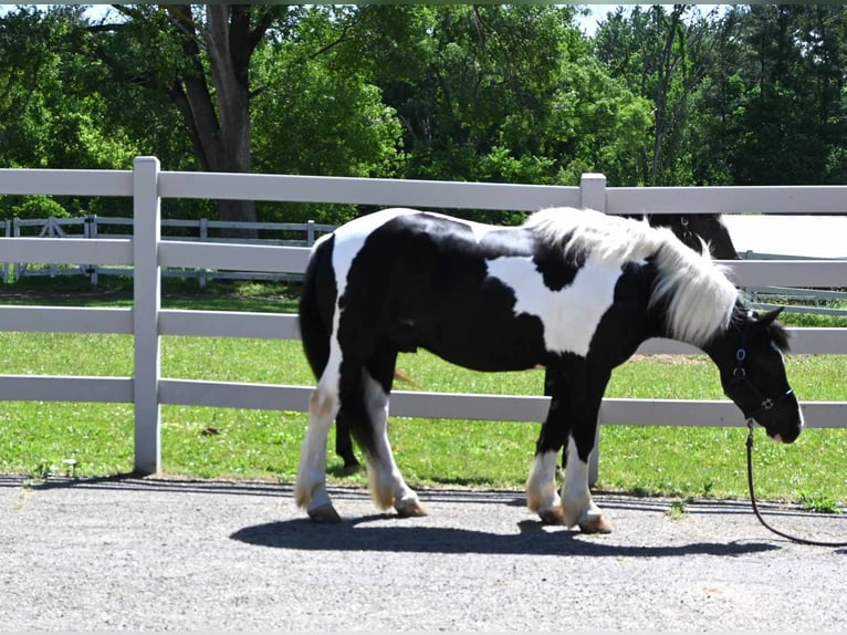 Caballo cuarto de milla Caballo castrado 7 años 145 cm Tobiano-todas las-capas in Sturgis MI