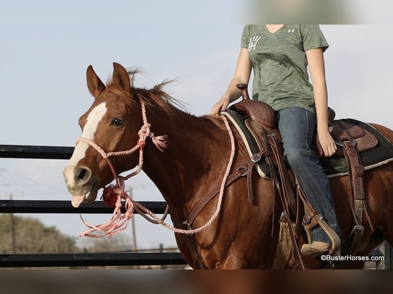 Caballo cuarto de milla Caballo castrado 7 años 147 cm Alazán-tostado in Weatherford TX
