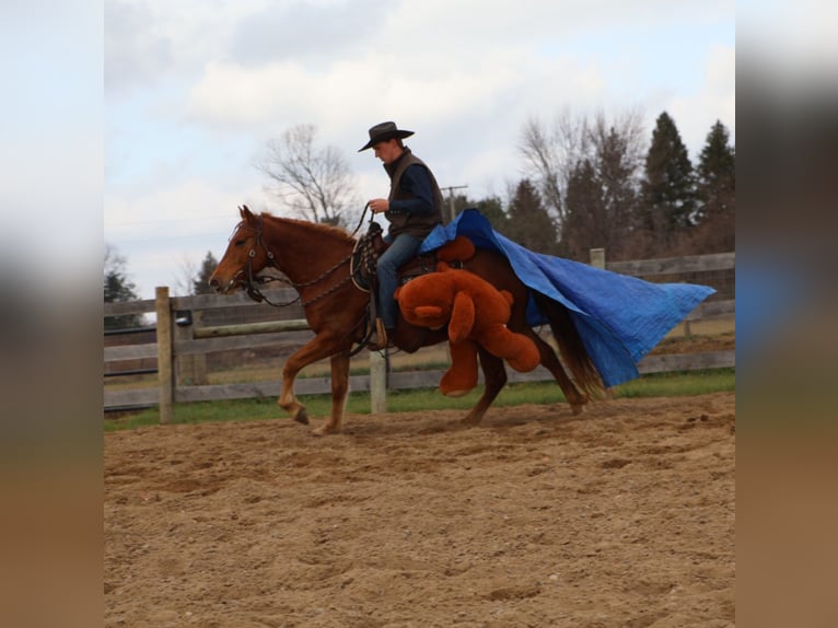 Caballo cuarto de milla Mestizo Caballo castrado 7 años 147 cm Alazán-tostado in Howell