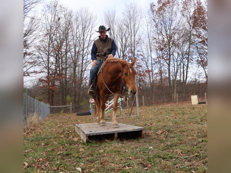 Caballo cuarto de milla Mestizo Caballo castrado 7 años 147 cm Alazán-tostado in Howell