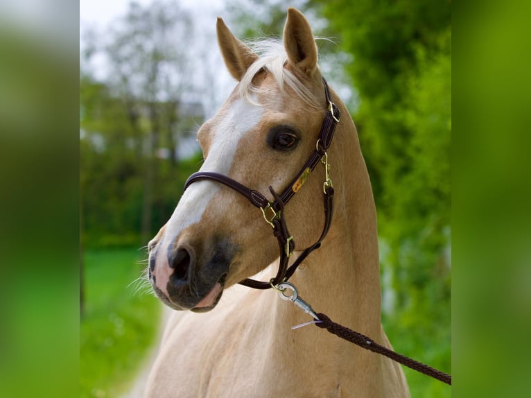 Caballo cuarto de milla Caballo castrado 7 años 147 cm Palomino in Nersingen
