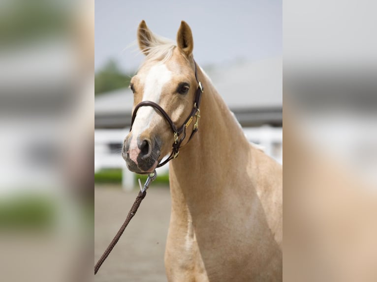 Caballo cuarto de milla Caballo castrado 7 años 147 cm Palomino in Nersingen