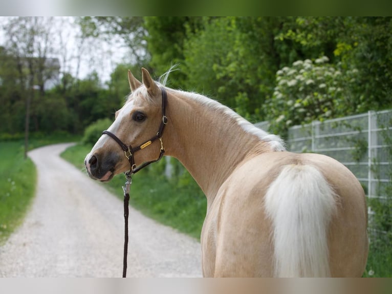 Caballo cuarto de milla Caballo castrado 7 años 147 cm Palomino in Nersingen