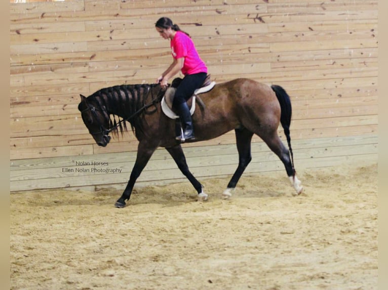 Caballo cuarto de milla Caballo castrado 7 años 147 cm Ruano alazán in Peosta