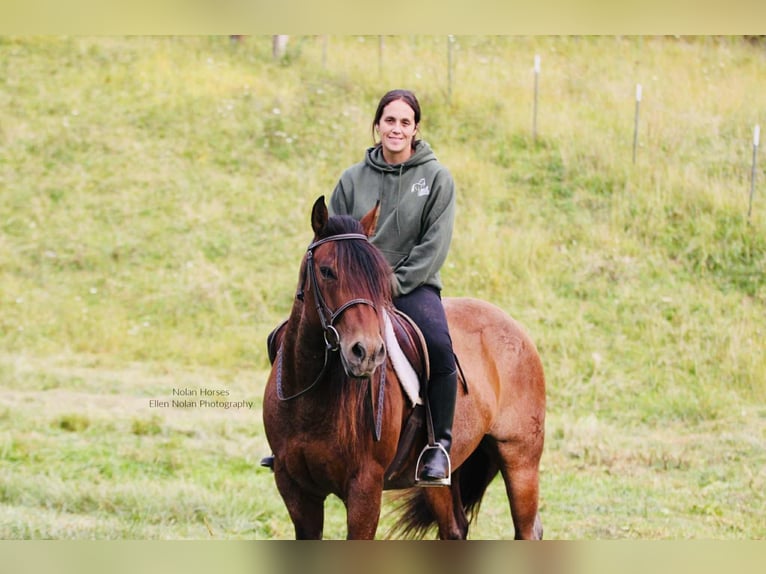 Caballo cuarto de milla Caballo castrado 7 años 147 cm Ruano alazán in Peosta