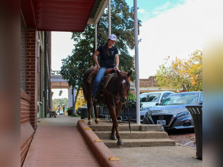 Caballo cuarto de milla Caballo castrado 7 años 147 cm Ruano alazán in Rusk