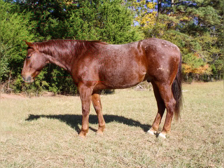 Caballo cuarto de milla Caballo castrado 7 años 147 cm Ruano alazán in Rusk