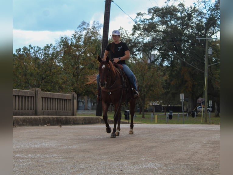 Caballo cuarto de milla Caballo castrado 7 años 147 cm Ruano alazán in Rusk