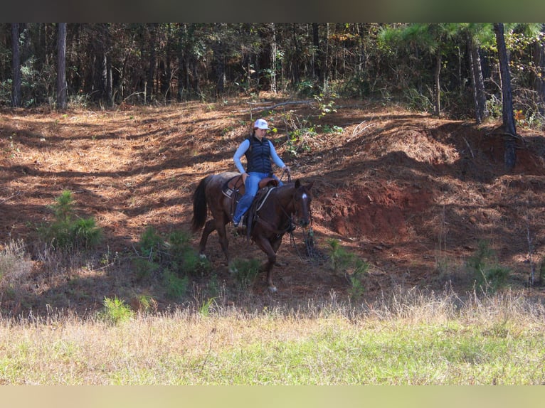 Caballo cuarto de milla Caballo castrado 7 años 147 cm Ruano alazán in Rusk
