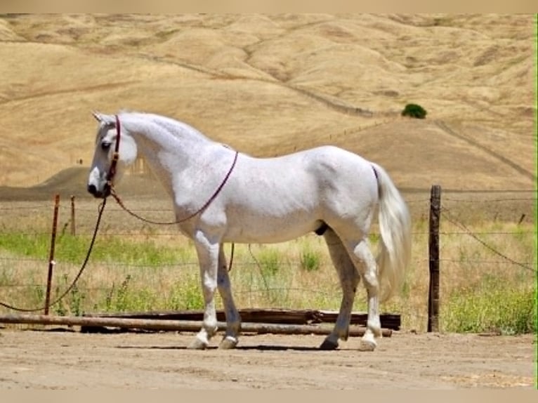 Caballo cuarto de milla Caballo castrado 7 años 147 cm Tordo in King City