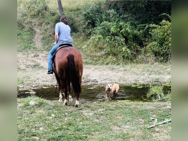 Caballo cuarto de milla Caballo castrado 7 años 150 cm Alazán rojizo in Peosta, IA