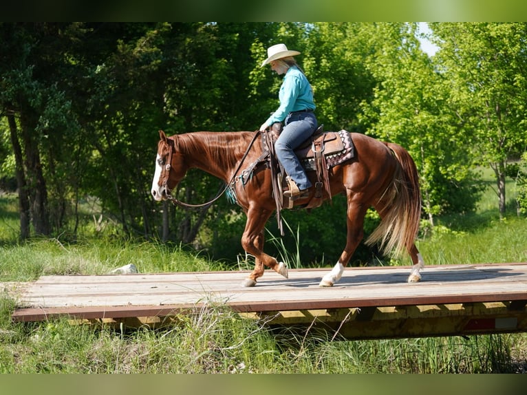 Caballo cuarto de milla Caballo castrado 7 años 150 cm Alazán rojizo in Whitesboro, TX